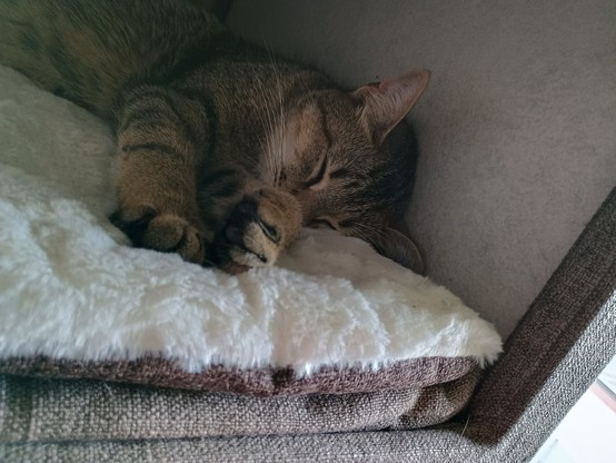 Ein schlafender getigerter Kater in einer Krazubaumhohle. 
Die Augen sind geschlossen und die Pranken liegen entspannt vor ihm 